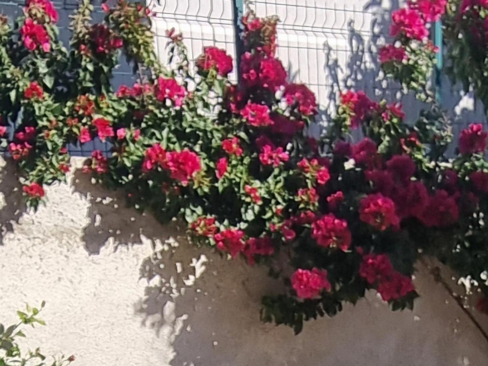 Vila Megi-Rent Room Vlorë Exterior foto
